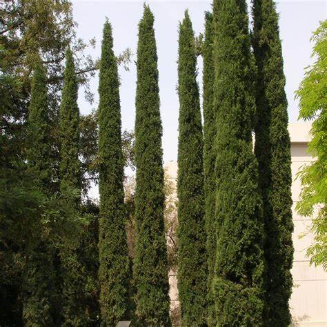 Cupressus sempervirens — Cemara Lilin