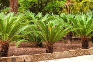 Cycas revoluta — Sikas