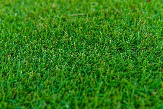 Turpave Rumput Axonopus compressus — Rumput Gajah Mini – Luthfi Nur Ilman
