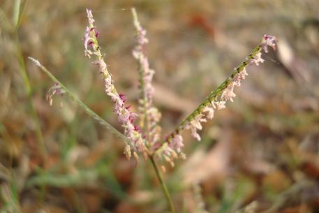 Cynodon dactylon — Rumput Bermuda (3.bp.blogspot.com)