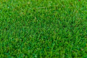 Cynodon dactylon — Rumput Bermuda