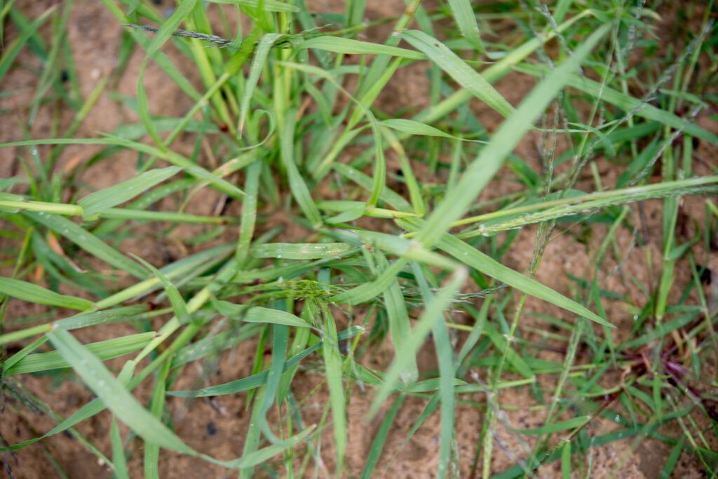 (Cynodon dactylon) Bermuda grass
