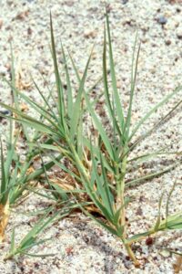 Cynodon dactylon — Rumput Bermuda (gobotany.nativeplanttrust.org)