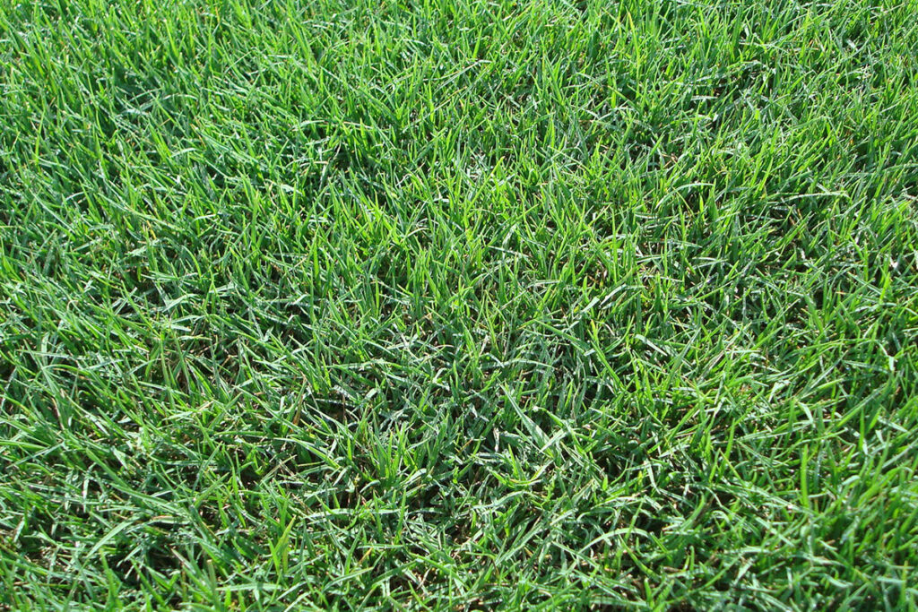 Cynodon dactylon — Rumput Bermuda (grassmata.com)