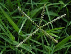 Cynodon dactylon — Rumput Bermuda (greenseeds.net)