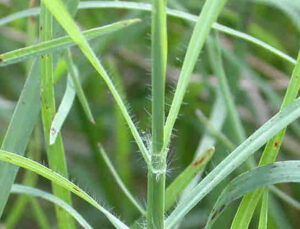 Cynodon dactylon — Rumput Bermuda (mavink.com)