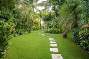 Cynodon dactylon — Rumput Bermuda (pinterest.com)