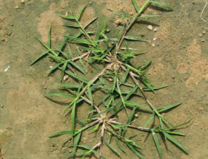 Cynodon dactylon — Rumput Bermuda (weedalert.com)