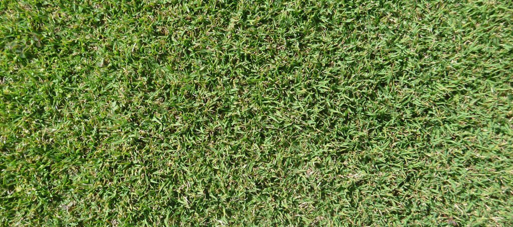 Turpave Rumput Axonopus compressus — Rumput Gajah Mini – Luthfi Nur Ilman