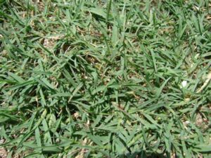 Cynodon transvaalensis — Rumput Golf