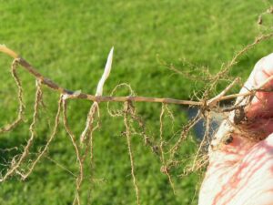 Cynodon transvaalensis — Rumput Golf (csuhort.blogspot.com)