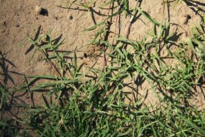 Cynodon transvaalensis — Rumput Golf (csuhort.blogspot.com)