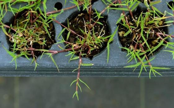 Cynodon transvaalensis — Rumput Golf (denverpost.com)