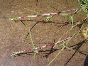 Cynodon transvaalensis — Rumput Golf (navigate.botanicgardens.org)