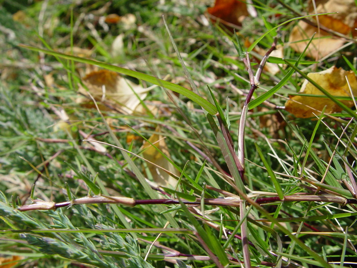 Cynodon transvaalensis — Rumput Golf (navigate.botanicgardens.org)
