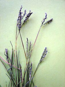 Cynodon transvaalensis — Rumput Golf (nzpcn.org.nz)