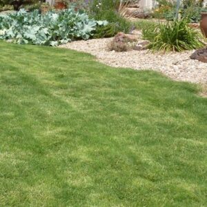 Cynodon transvaalensis — Rumput Golf (pinterest)