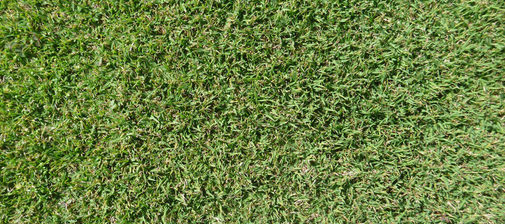 Cynodon transvaalensis — Rumput Golf (turffinder.com)