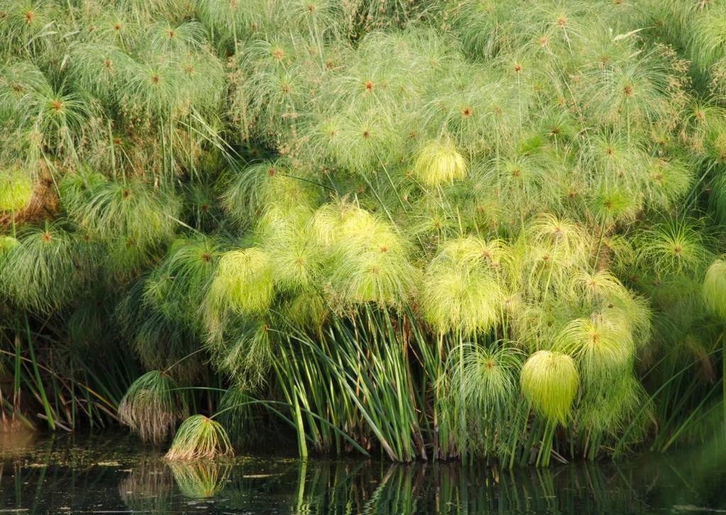 Cyperus papyrus — Papirus