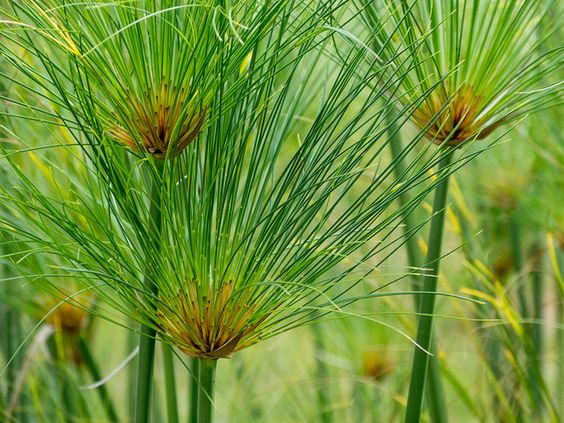 Cyperus papyrus — Papyrus (Priscilla Burcher via Flickr)