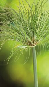 Cyperus papyrus — Papyrus (Proven Winners Plants via Pinterest)