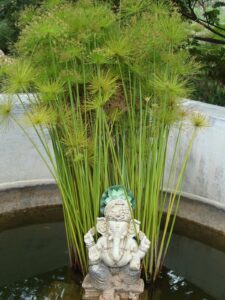 Cyperus papyrus — Papyrus (blogspot.com)
