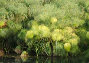 Cyperus papyrus — Papyrus (etsy.com)