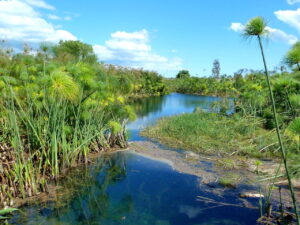 Cyperus papyrus — Papyrus (feedipedia.org)