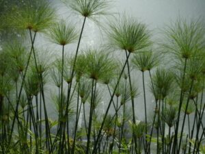 Cyperus papyrus — Papyrus (gardenloversclub.com)