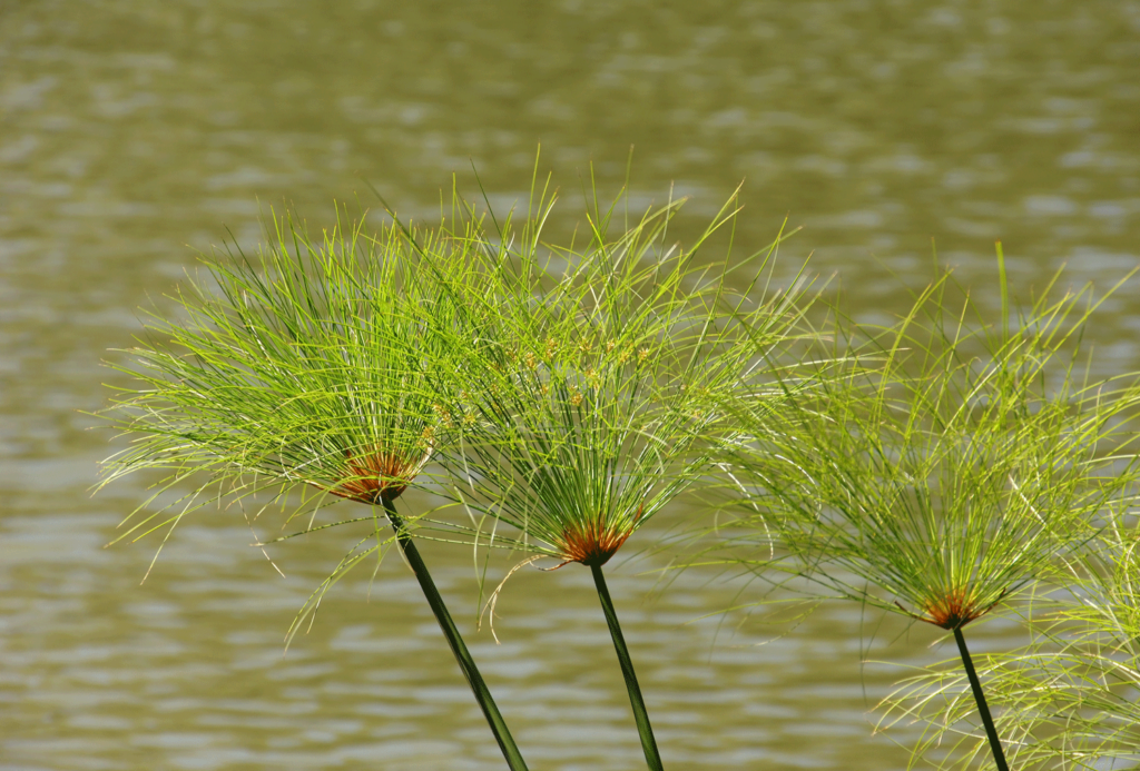 Cyperus papyrus — Papyrus on Nile River (lindau-nobel.org)