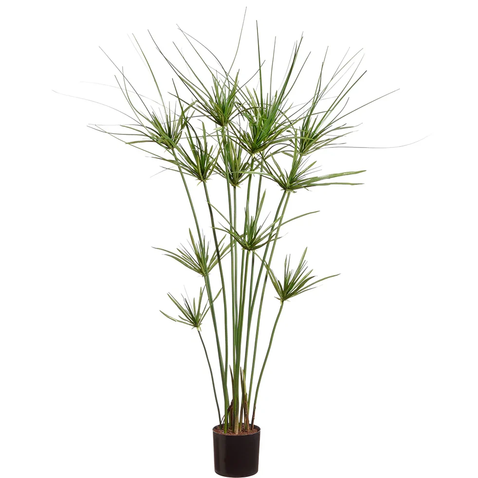 Cyperus papyrus — Papyrus (palmbungalow.com)