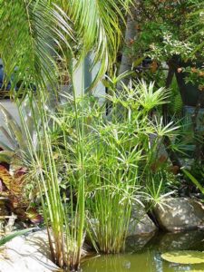Cyperus papyrus — Papyrus (sopheo.com)