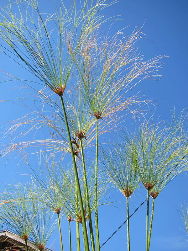Cyperus papyrus — Papyrus (vinlandvalleynursery.com)
