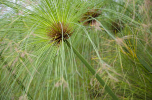 Cyperus papyrus — Papyrus (wikimedia.org)
