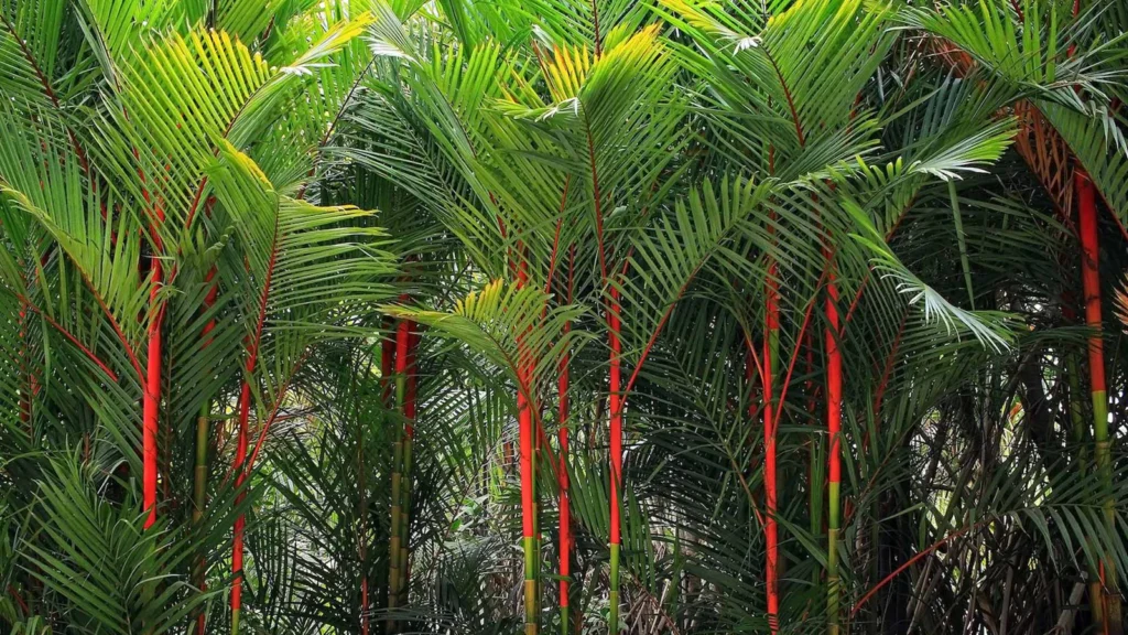 Cyrtostachys renda — Palem Merah (drakenbloedboom.com)