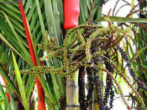 Cyrtostachys renda — Palem Merah (gardenbreizh.org)