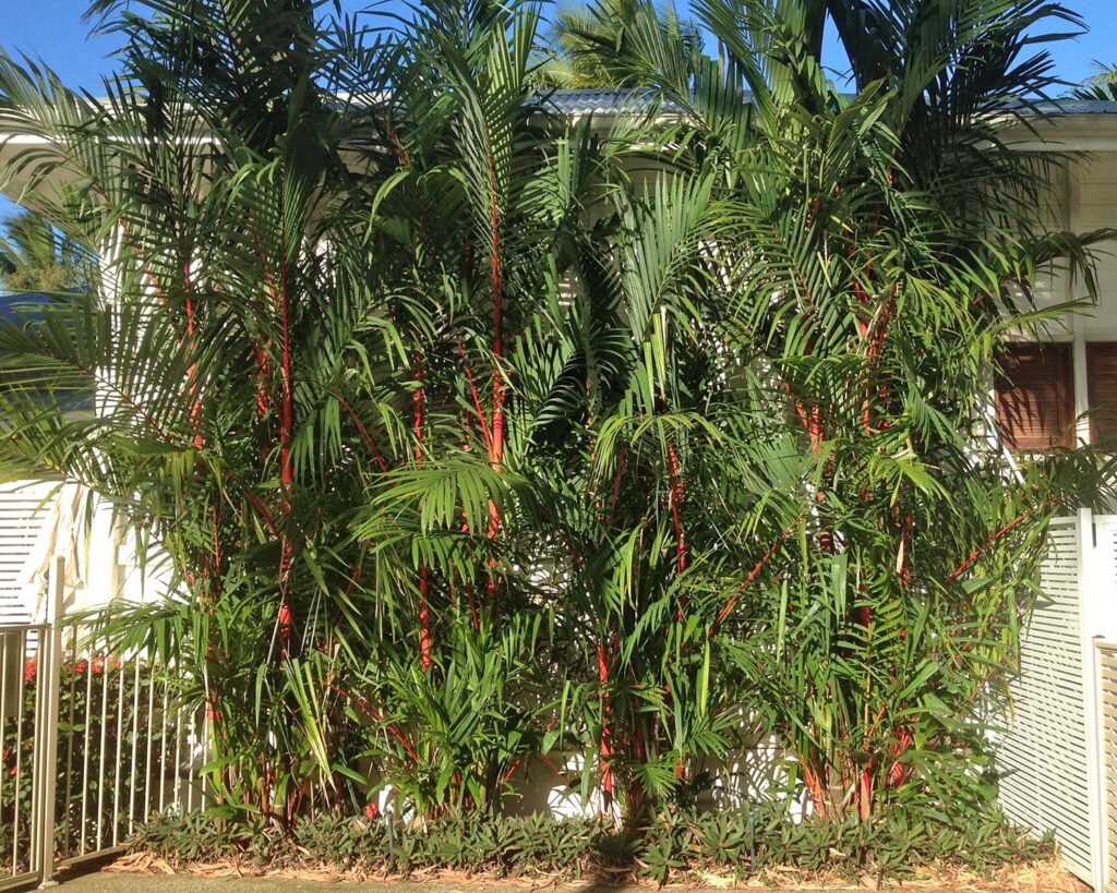 Cyrtostachys renda — Palem Merah (gardensonline.com)