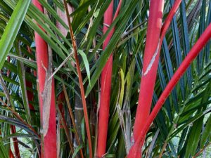 Cyrtostachys renda — Palem Merah (gbif.org)