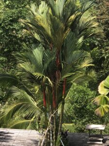 Cyrtostachys renda — Palem Merah (gbif.org)