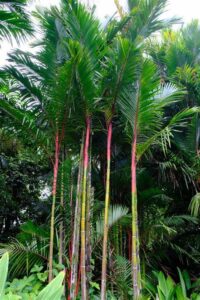 Cyrtostachys renda — Palem Merah (maisonscreoles.net)