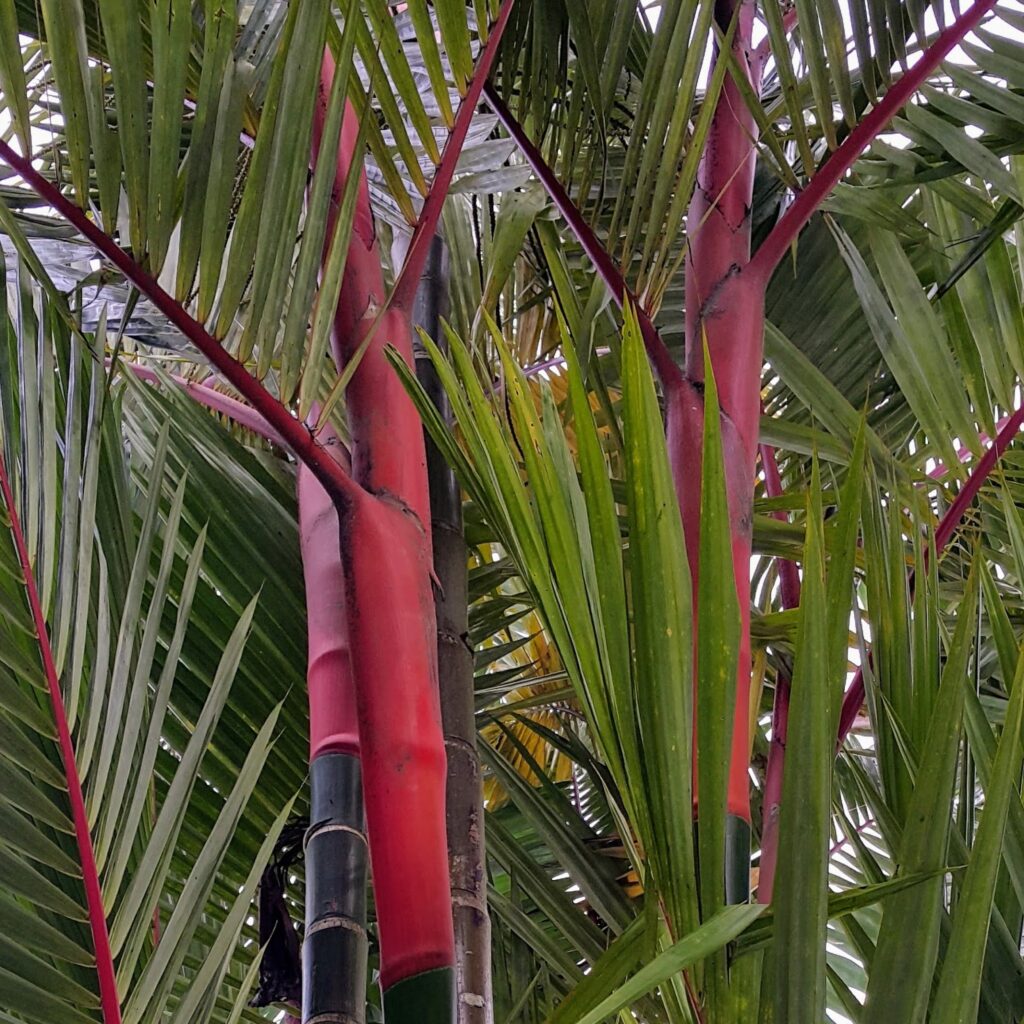 Cyrtostachys renda — Palem Merah (meueternoceu.blogspot.com)