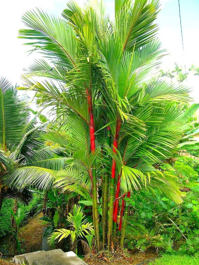 Cyrtostachys renda — Palem Merah (pinterest.fr)