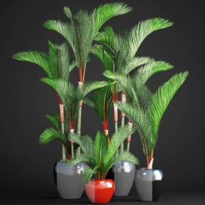 Cyrtostachys renda — Palem Merah (turbosquid.com)