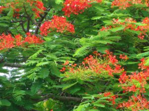 Delonix regia — Pohon Flamboyan