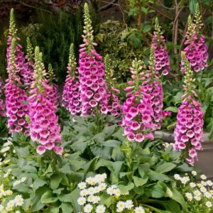 Digitalis purpurea — Foxglove