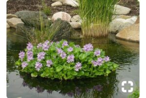 Eichhornia crassipes — Eceng Gondok (Anna via pinterest)