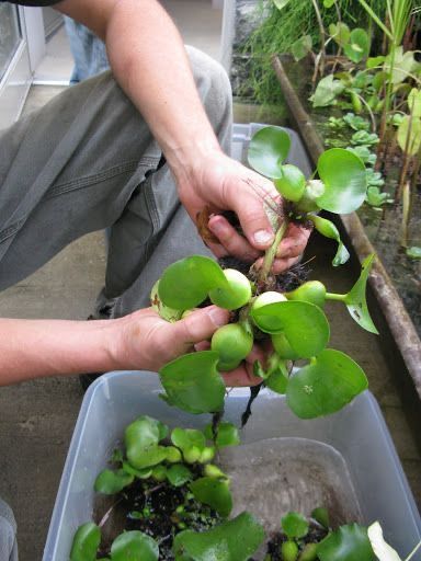 Eichhornia crassipes — Eceng Gondok (Sirigron via pinterest)