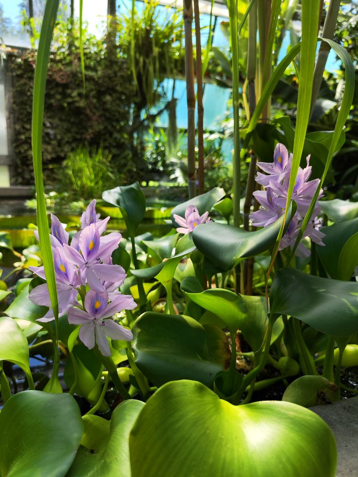 Eichhornia crassipes — Eceng Gondok (Wahler via pinterest)
