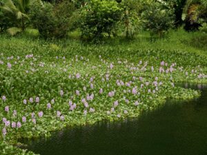 Eichhornia crassipes — Eceng Gondok (feedipedia.org)