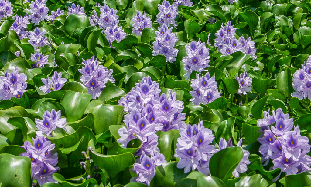 Eichhornia crassipes — Eceng Gondok (floridaaquatic.com)